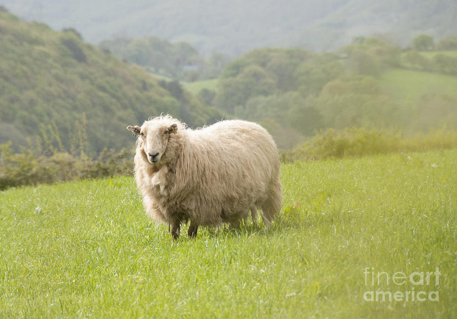 Sheep in Pasture Photograph by Juli Scalzi