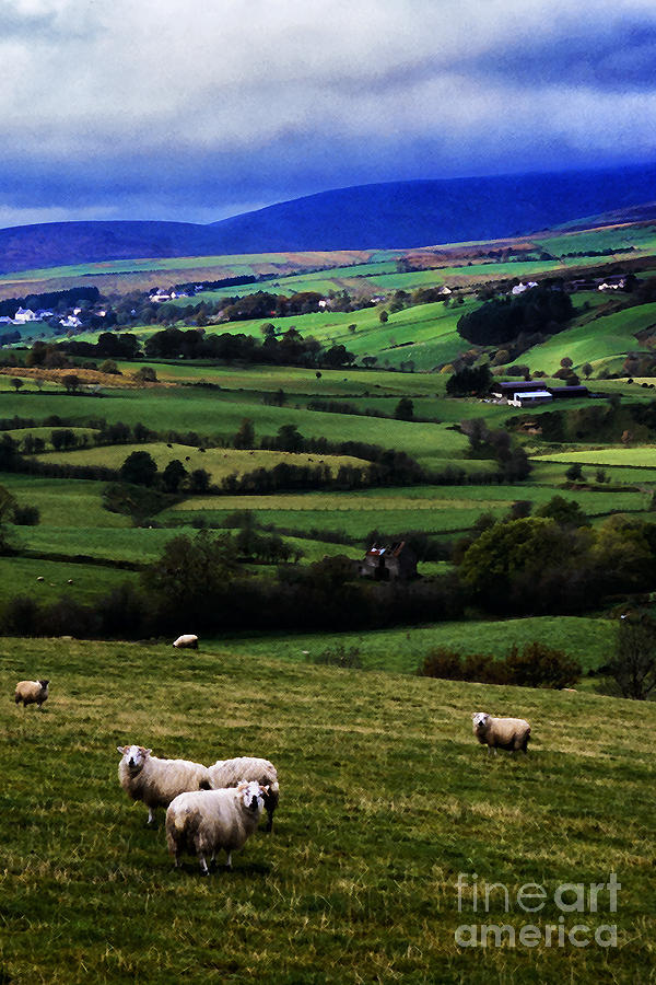 Sheep in Pasture Photograph by Thomas R Fletcher