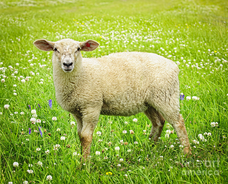 Sheep Photograph - Sheep in summer meadow by Elena Elisseeva
