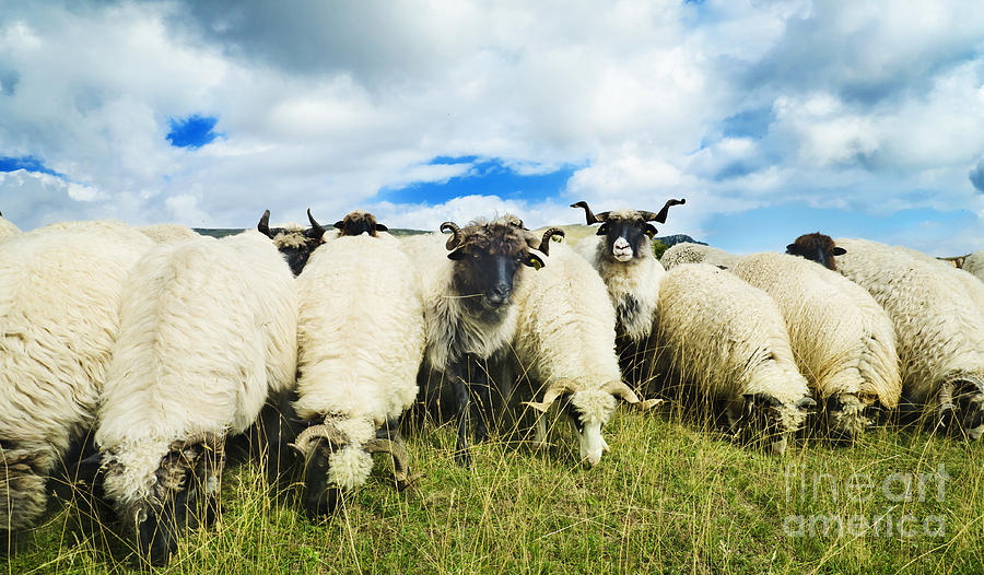 Sheep in the field Photograph by Jelena Jovanovic