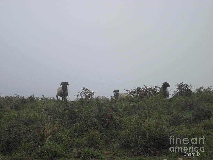 Sheep in the fog Photograph by Chani Demuijlder