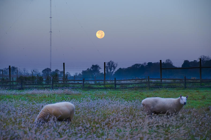 Sheep in the Moonlight Photograph by Bill Cannon