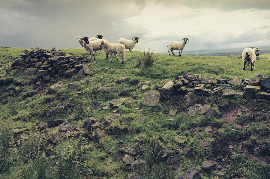 Sheep In The Peak District Photograph by Ian Boys