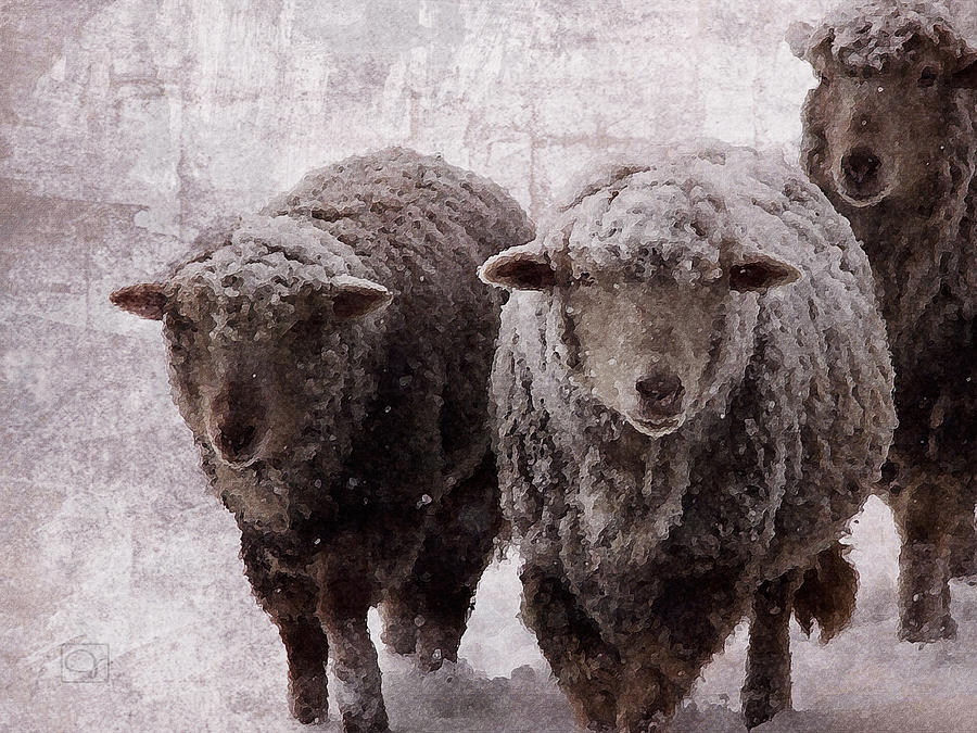 Sheep in Winter Digital Art by Jean Moore