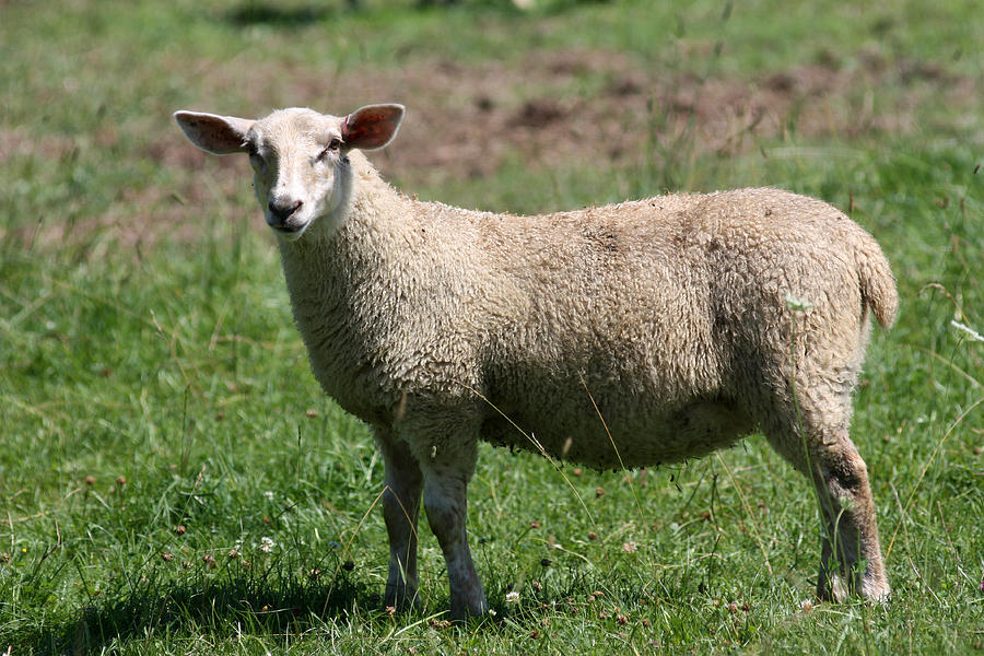 Sheep Photograph by Jeanne White - Fine Art America