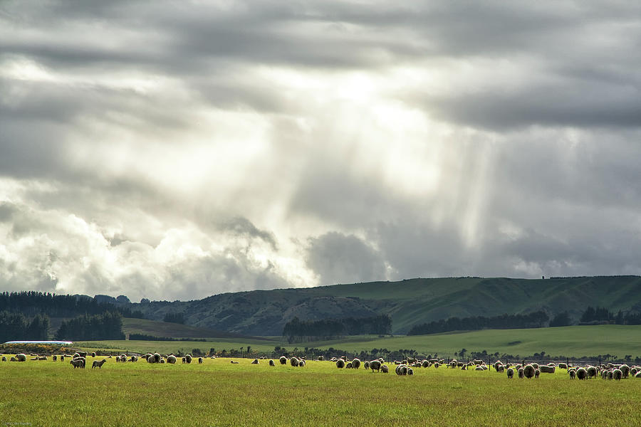 Sheep, Lake Manapouri Area Photograph by Célia Mendes Photography