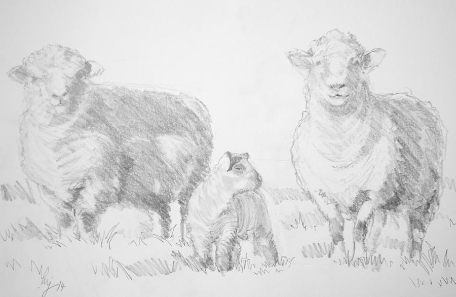 Sheep Lamb drawing Drawing by Mike Jory