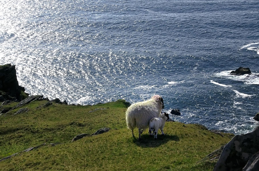 Sheep Photograph - Sheep Looking over the Sea by Bill Cannon