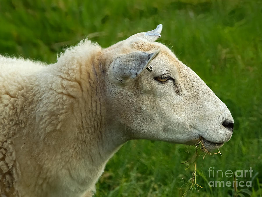 Sheep Photograph by Lutz Baar