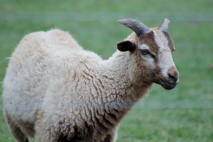 Sheep Photograph by Mary Koval - Fine Art America