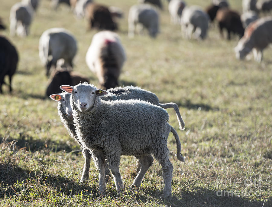 Sheep Photograph by Mats Silvan