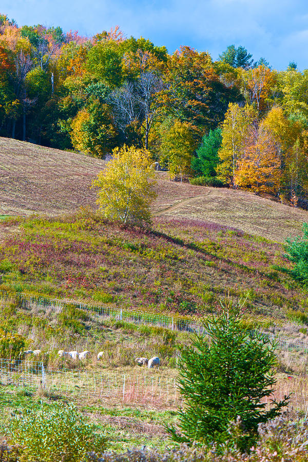 Sheep Meadow in Autumn Photograph by Kristin Hatt