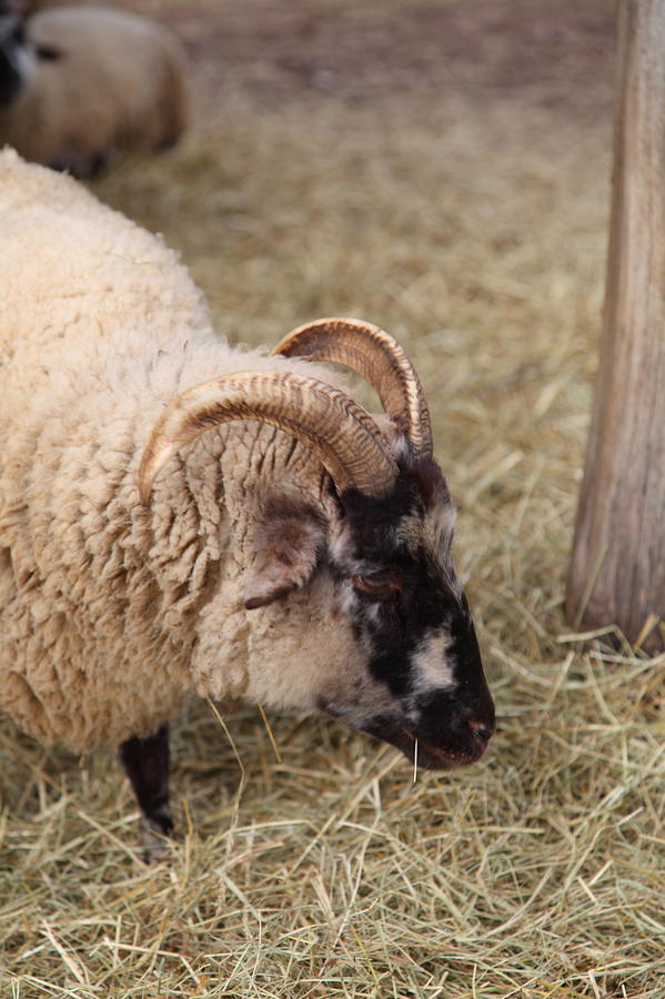 Sheep Photograph - Sheep - Mt Vernon - 01134 by DC Photographer