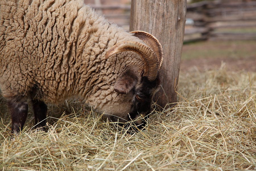 Sheep Photograph - Sheep - Mt Vernon - 01135 by DC Photographer