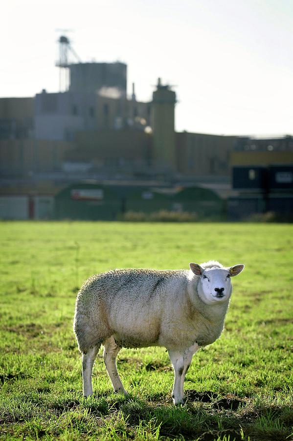 Sheep Next To An Industrial Plant Photograph by Christophe Vander Eecken/reporters/science Photo Library