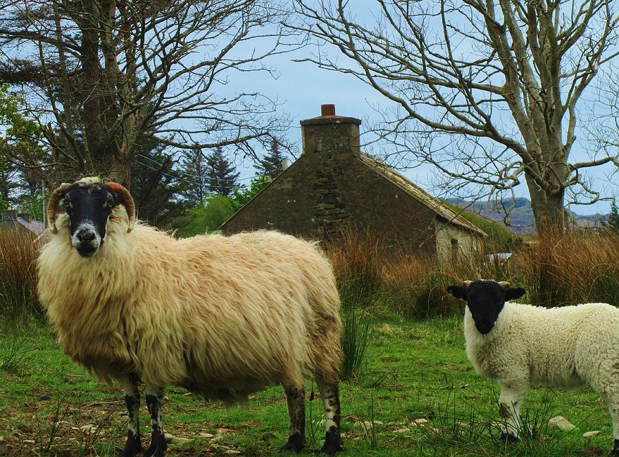 Sheep of Donegal Ireland Photograph by Jeannie Allerton