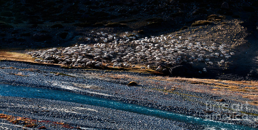 Sheep of Himalaya Photograph by Kim Pin Tan - Fine Art America