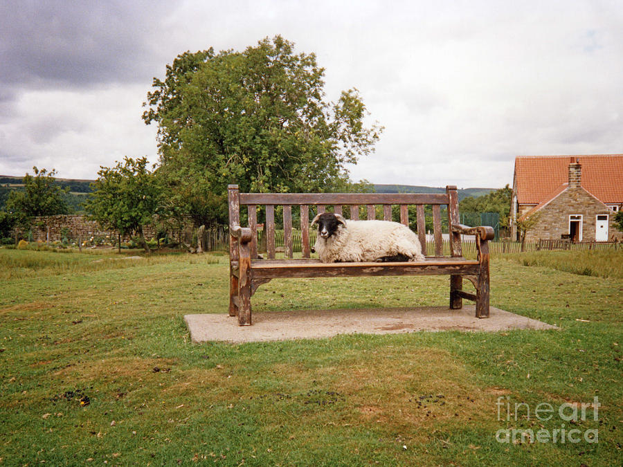 Sheep Photograph - Sheep on a Bench Seat by Elizabeth Debenham
