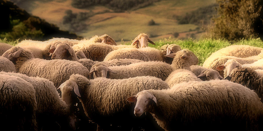 Sheep Photograph - Sheep on a Hillside by Andrew Soundarajan