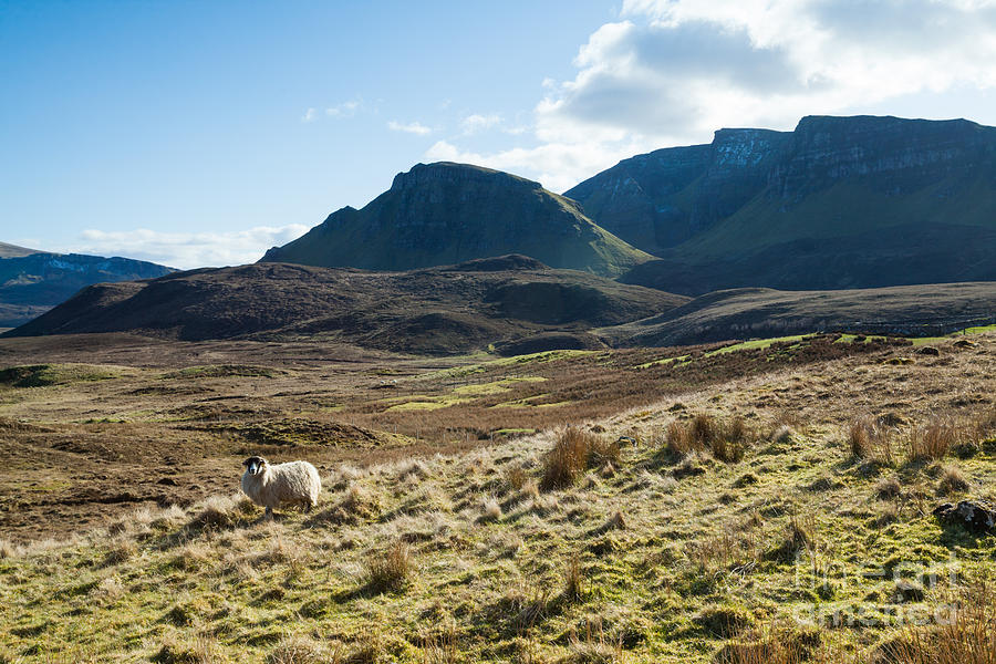 Sheep on grassland Highlands Scotland UK Photograph by Matteo Colombo
