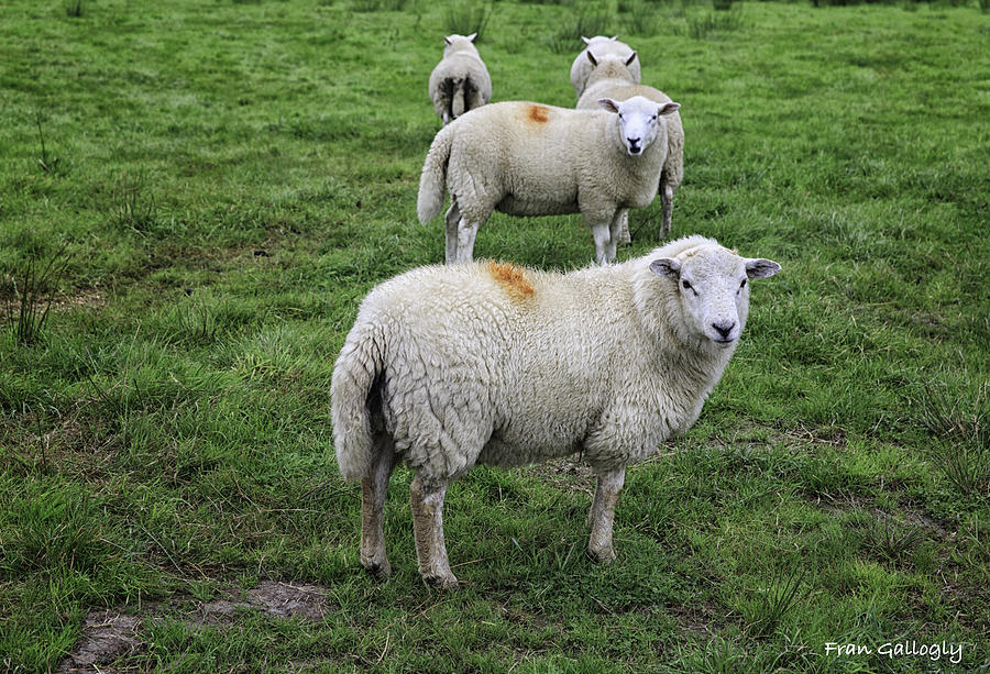Sheep on Parade Photograph by Fran Gallogly