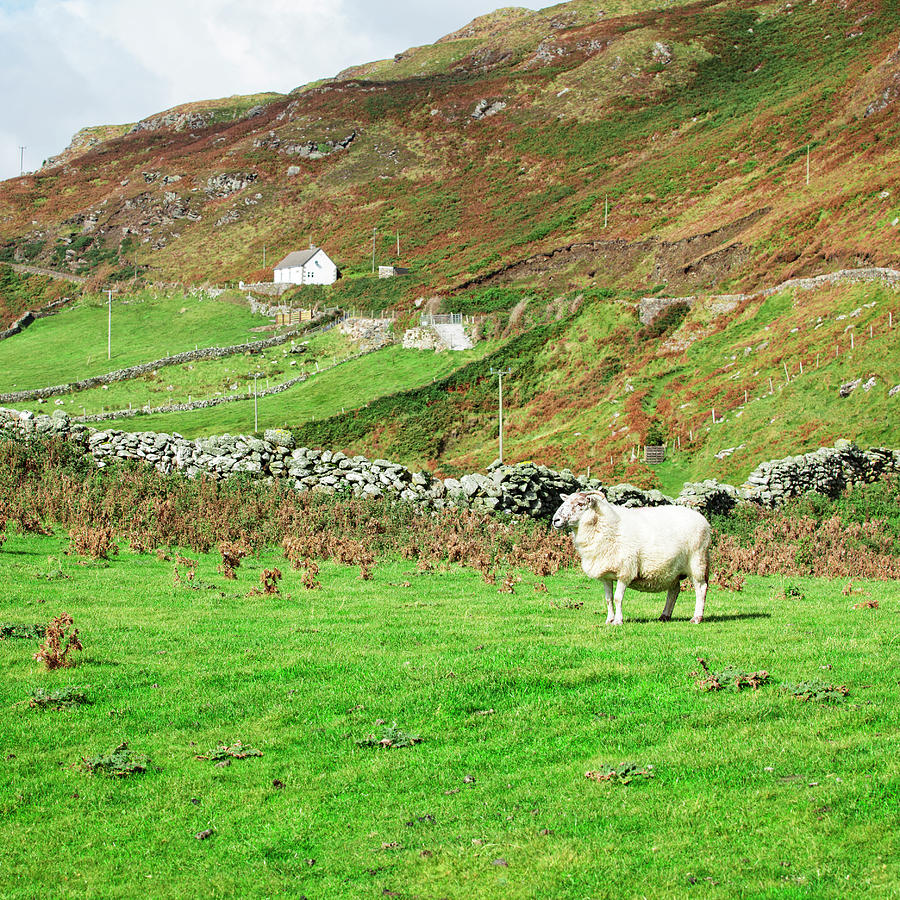 Sheep On Pasture, Ireland Photograph by Espiegle