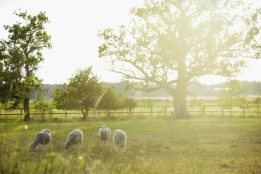 Sheep On Pasture Photograph by Johner Images
