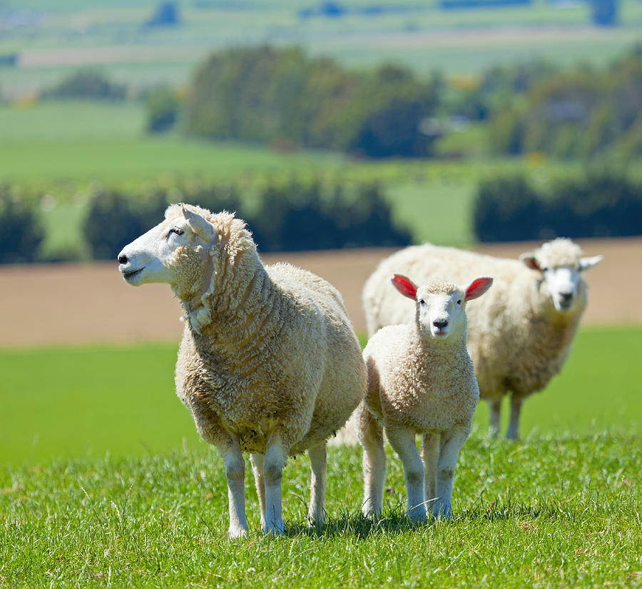 Three sheep on a farm Photograph by Alexey Stiop - Fine Art America