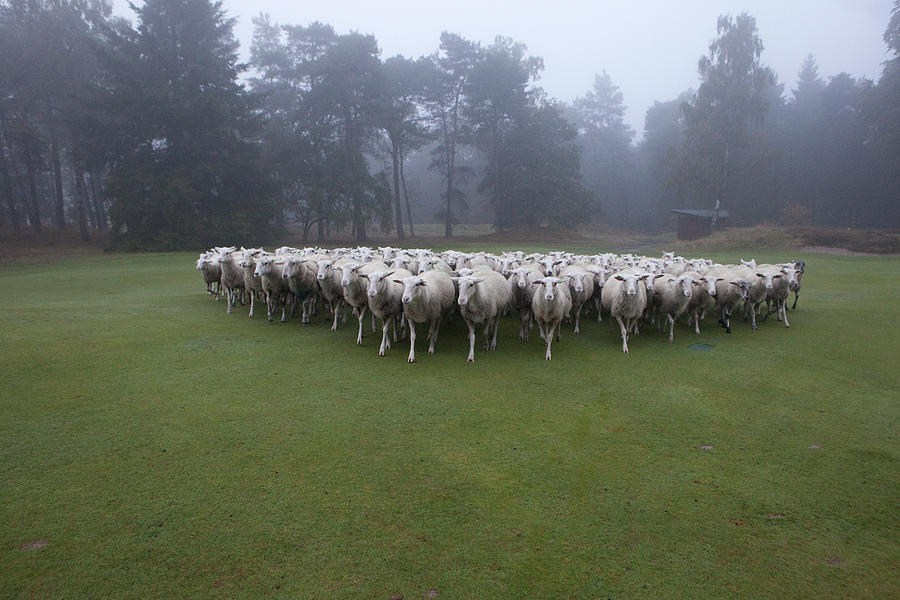 Sheep On The Golf Course Photograph by Marcusrudolph.nl