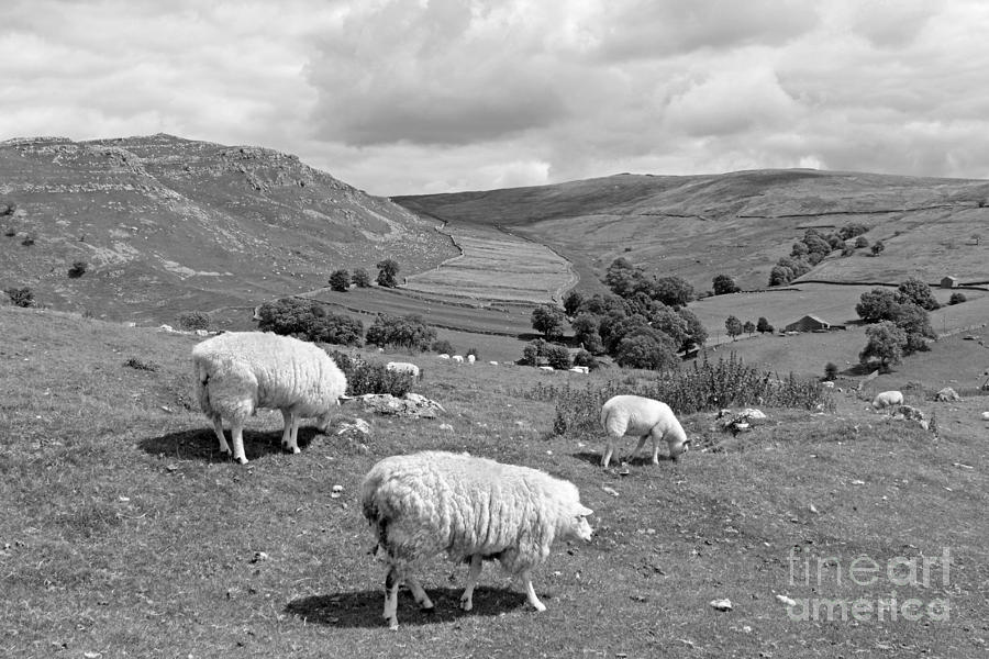 Sheep on the Yorkshire Dales Photograph by Julia Gavin