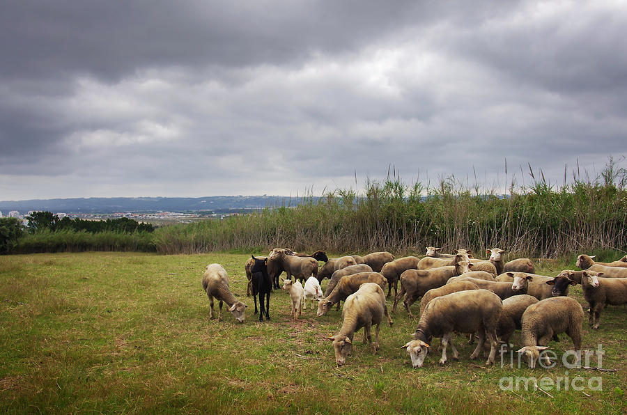 Sheep Pasturing Photograph by Carlos Caetano