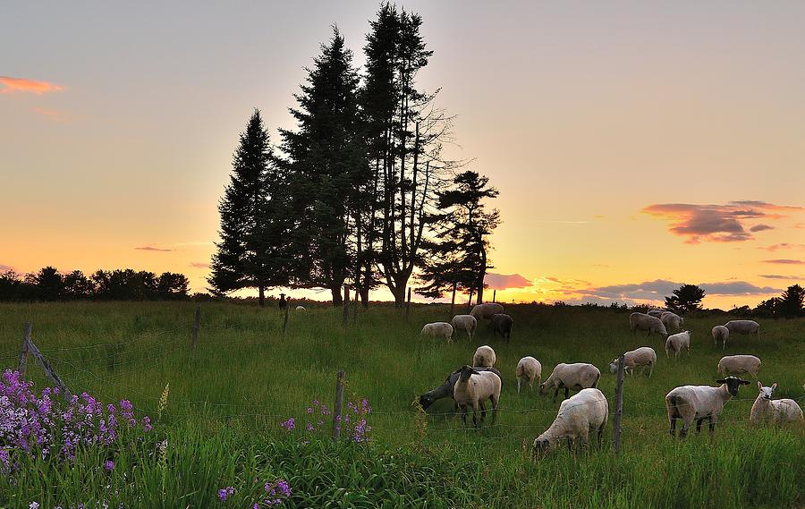 Sheep Photograph - Sheep by Paul Noble
