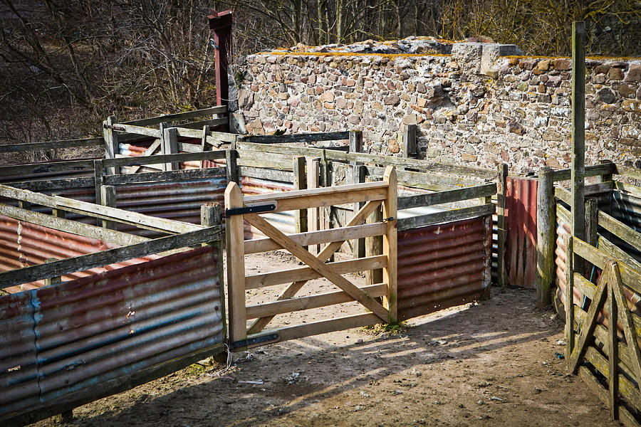 spijsvertering koolhydraat bunker Sheep pen Photograph by Tom Gowanlock - Pixels