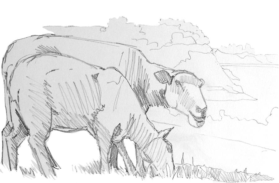 Sheep Pencil Drawing  Drawing by Mike Jory