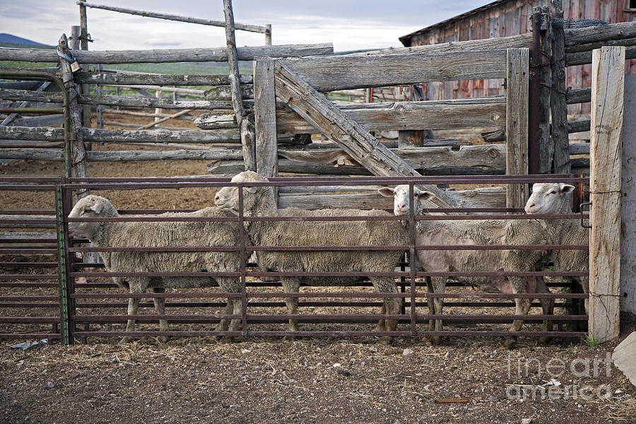 Sheep Ranch Photograph by Jim West