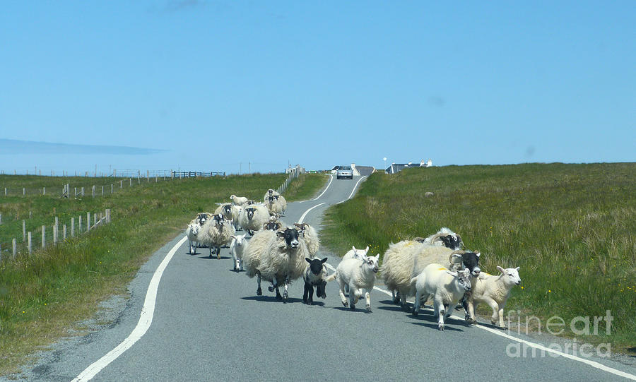 Rush Hour on the Isle of Skye Photograph by Phil Banks