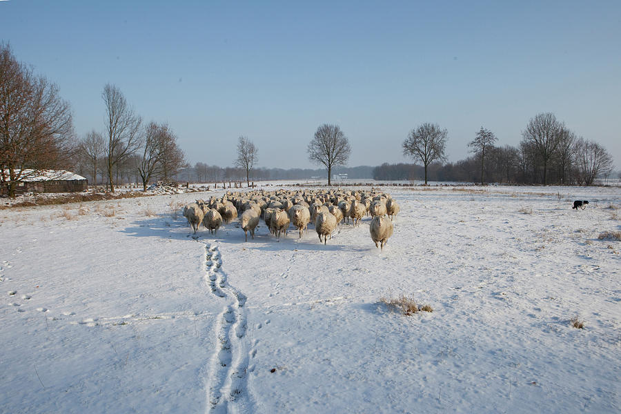 Sheep Running In Snow Photograph by Marcusrudolph.nl