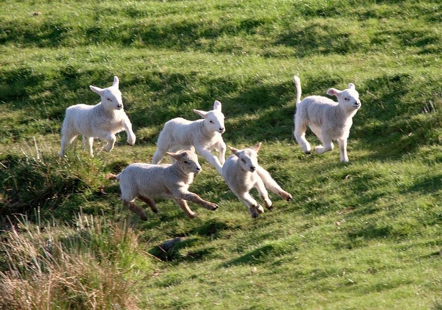 Sheep Running Photograph by John Short