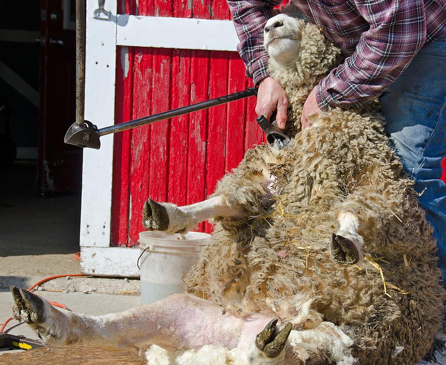 Sheep Shearing Photograph By Maria Dryfhout Pixels