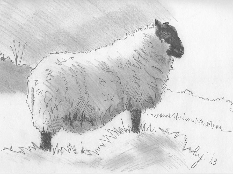 Sheep Sketch Drawing by Mike Jory