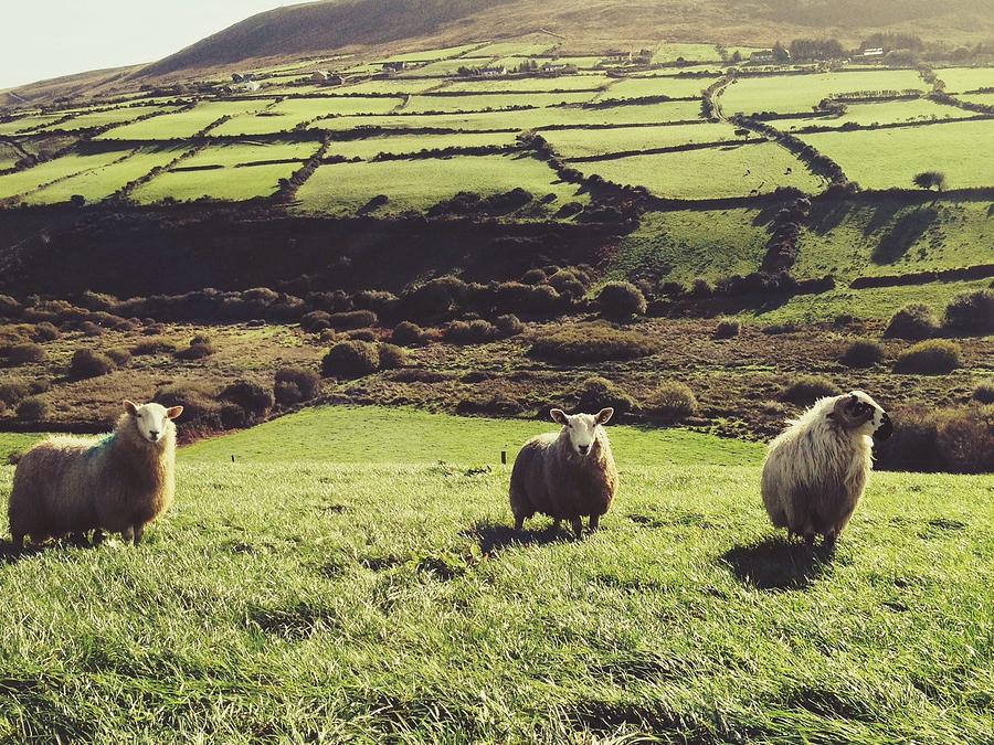 Sheep Standing In Field Photograph by Thomas Peham / Eyeem Sheep Standing In Field Photograph by Thomas Peham / Eyeem