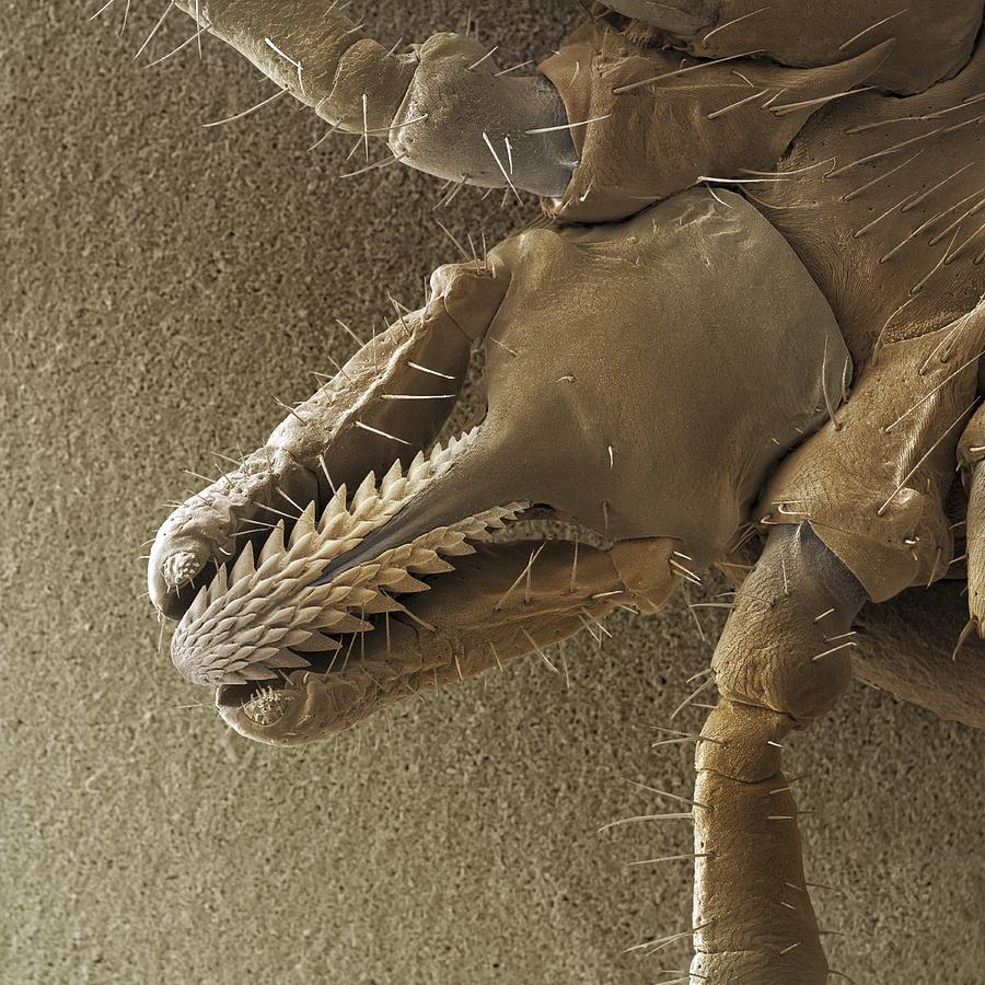 Мошка гнус под микроскопом фото челюсти