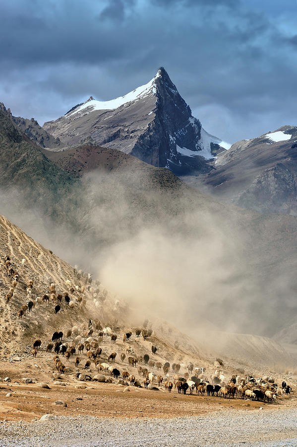 Sheep Photograph - Sheep Trail by Hua Zhu
