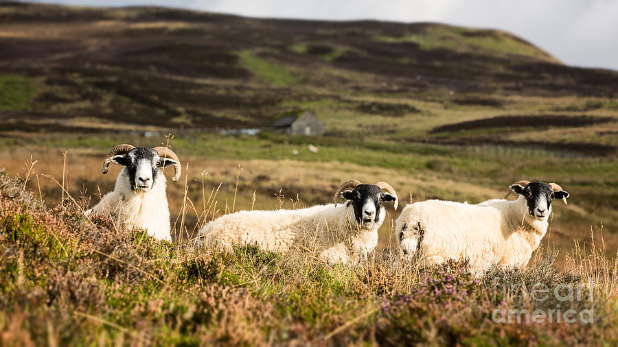 Sheep trio Photograph by Jane Rix