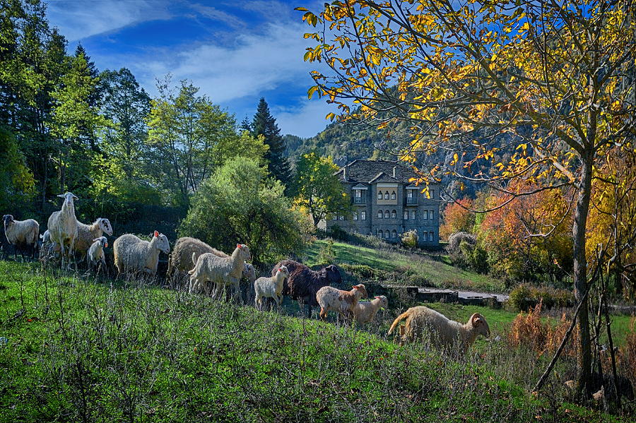 Sheep troop at Tsepelovo Photograph by Photo By Dimitrios Tilis