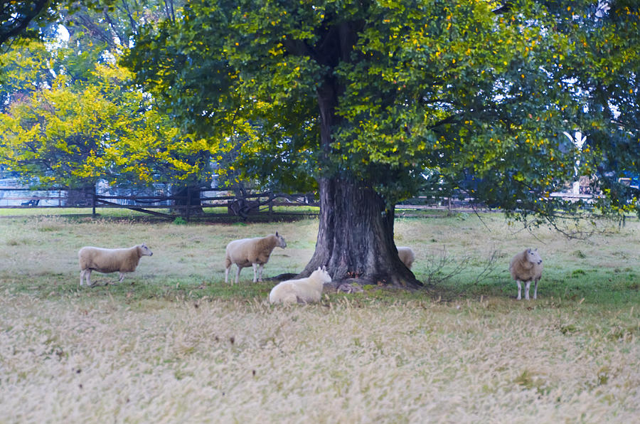 Sheep under a Tree Photograph by Bill Cannon