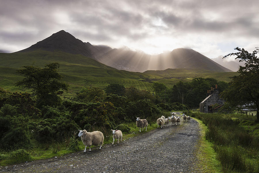 Sheep Walking Along A Road Early Photograph by Ian Cumming