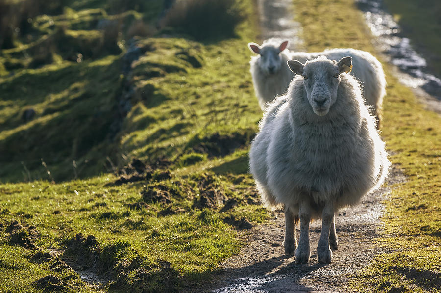 Sheep Walking On Path Ballinskelligs Photograph by James Sparshatt