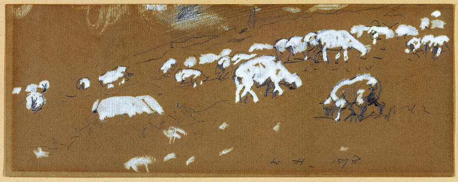 Sheep Drawing by Winslow Homer