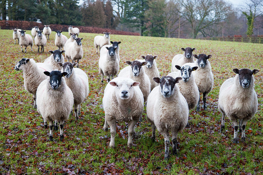 Sheep With Attitude Photograph by Peter Chadwick Lrps